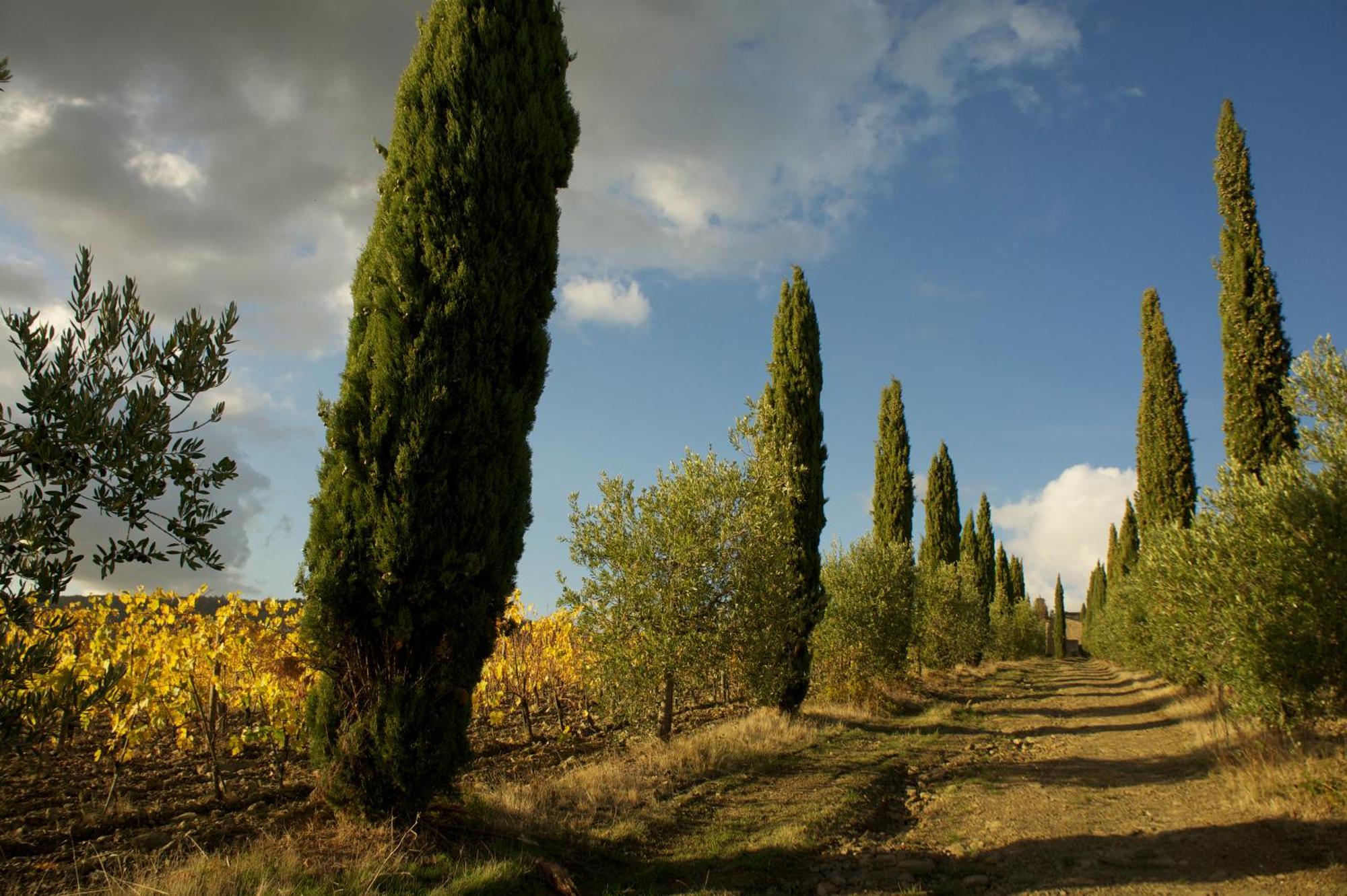 Gasthaus Castello Di Volpaia Radda in Chianti Exterior foto